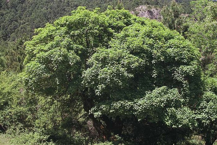 Acer granatense - SUB-ENDEMISMO IBERICO